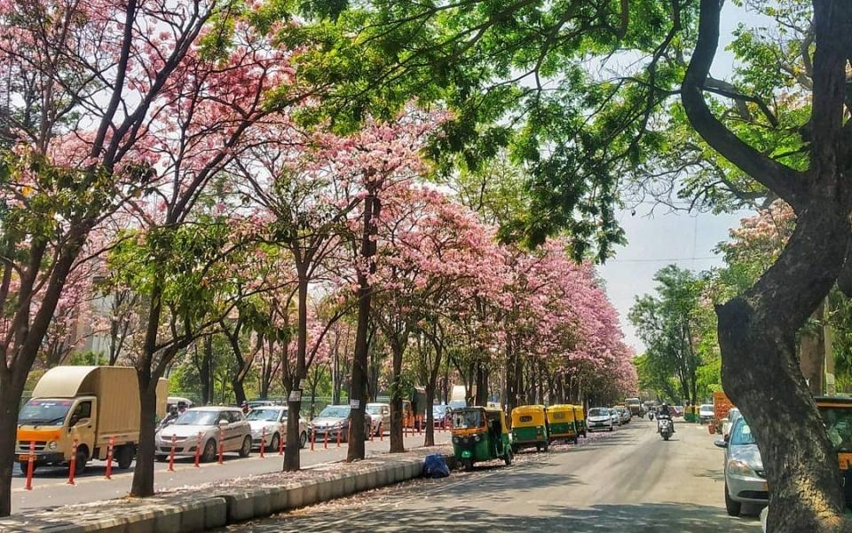  Shillong Cherry Blossom Festival 2025   