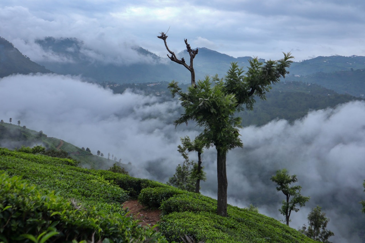 Coorg coffee plantations and coffee beans during the Ex-Bangalore 3 Nights & 4 Days trip.